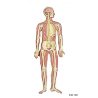 Human Nervous System