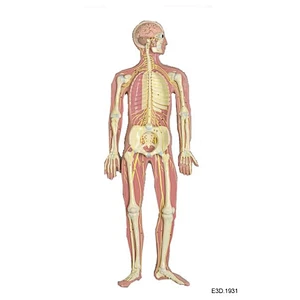 Human Nervous System