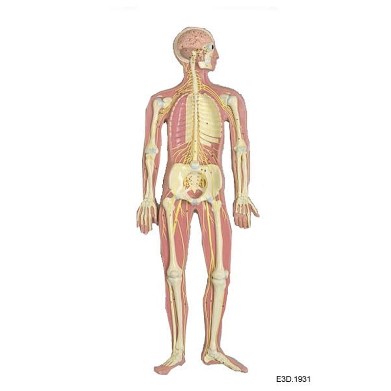Human Nervous System