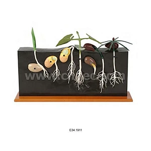 Seed Germination,9parts