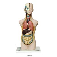 Human Unisex Torso