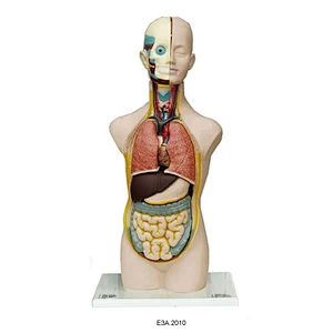 Torso Uniseks Manusia