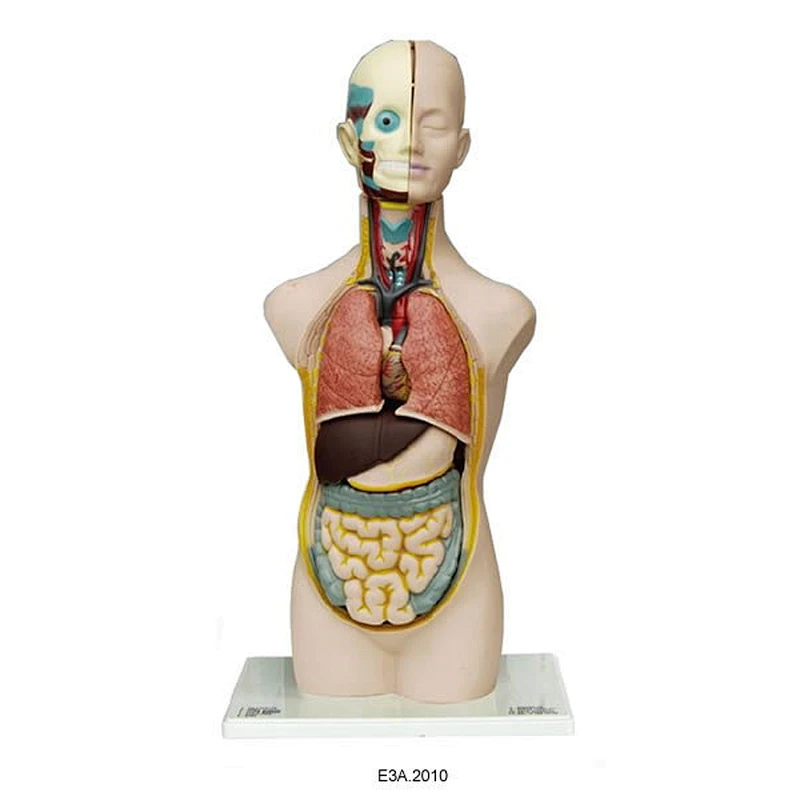 Torso Uniseks Manusia