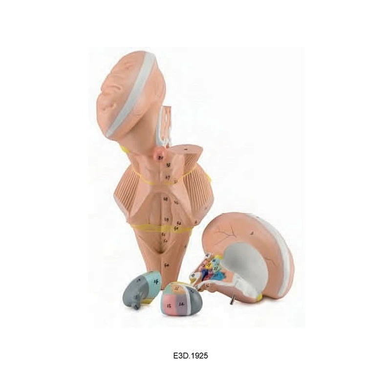 Brainstem and Hypothalamus