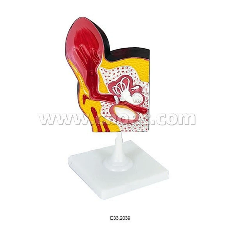 Model of Dog Ear