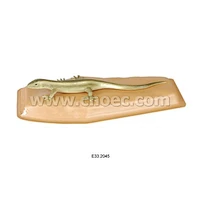 Model of Lizard