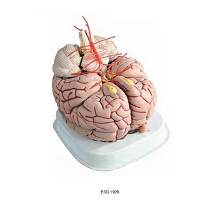 Human Brain, 2.5 times enlarged,14parts