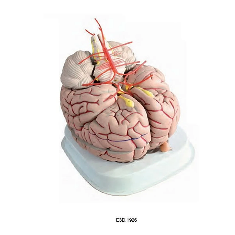 Human Brain, 2.5 times enlarged,14parts