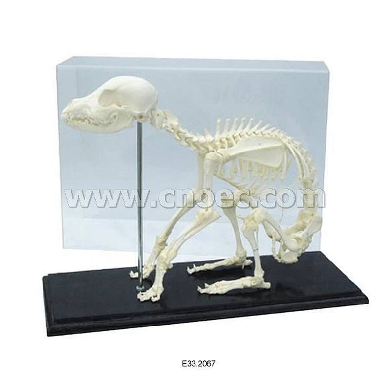 Dog Skeleton