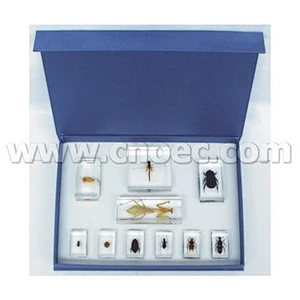 Set di 10 insetti benefici