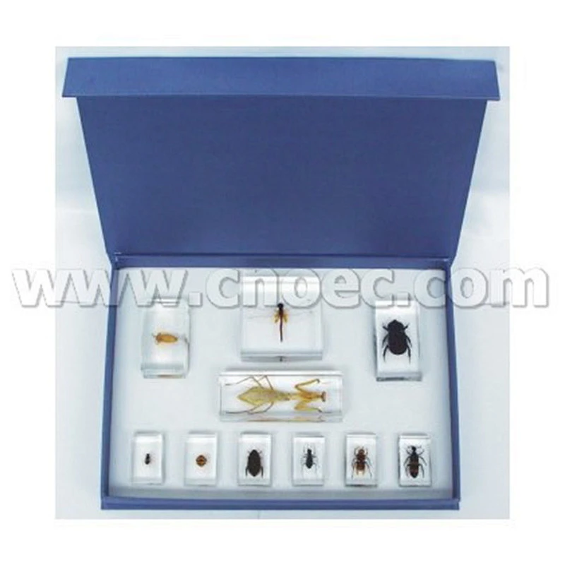 Set di 10 insetti benefici
