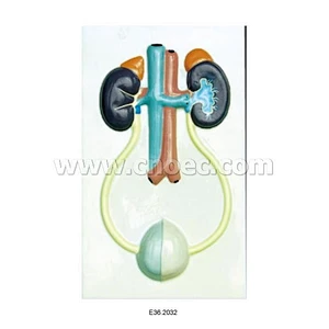 Reliefmodell av Urinary Argans