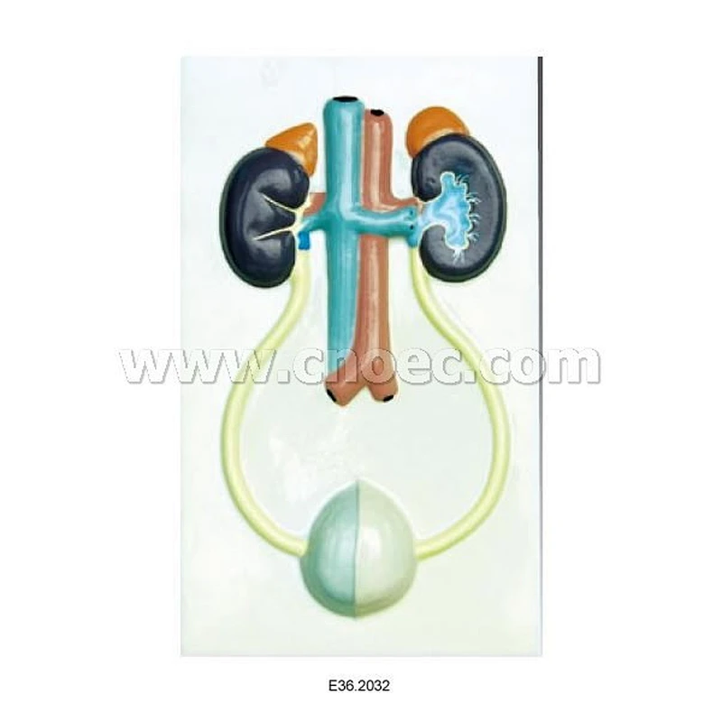 Reliefmodell av Urinary Argans