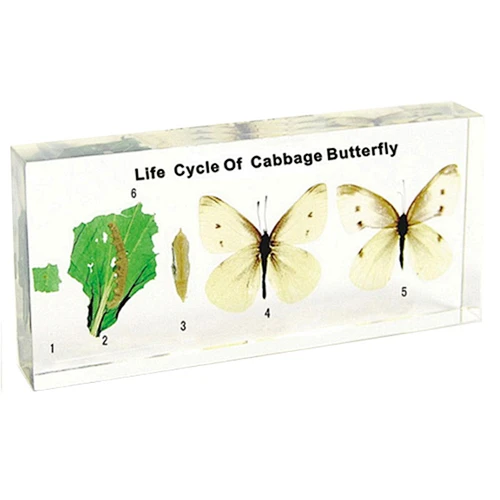Butterfly's Life History