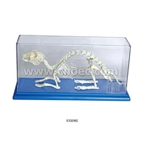Ribbit Skeleton