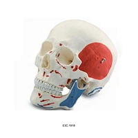 Cranio umano con muscolo dipinto, dimensione naturale