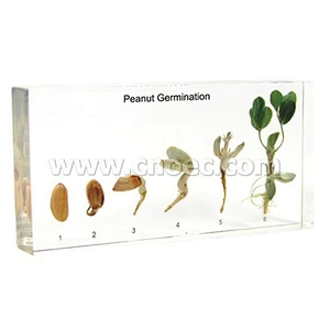 Peanut Germination
