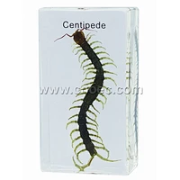 Crystal Specimen, Centipede