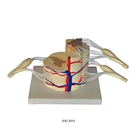 Vertebral and Partial Spinal Cord