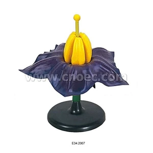 Patato Flower Model