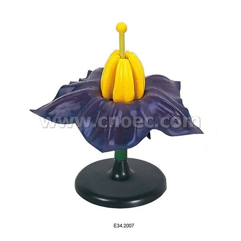 Patato Flower Model