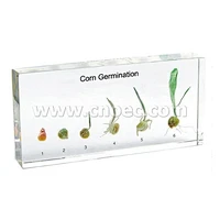 Corn Germination