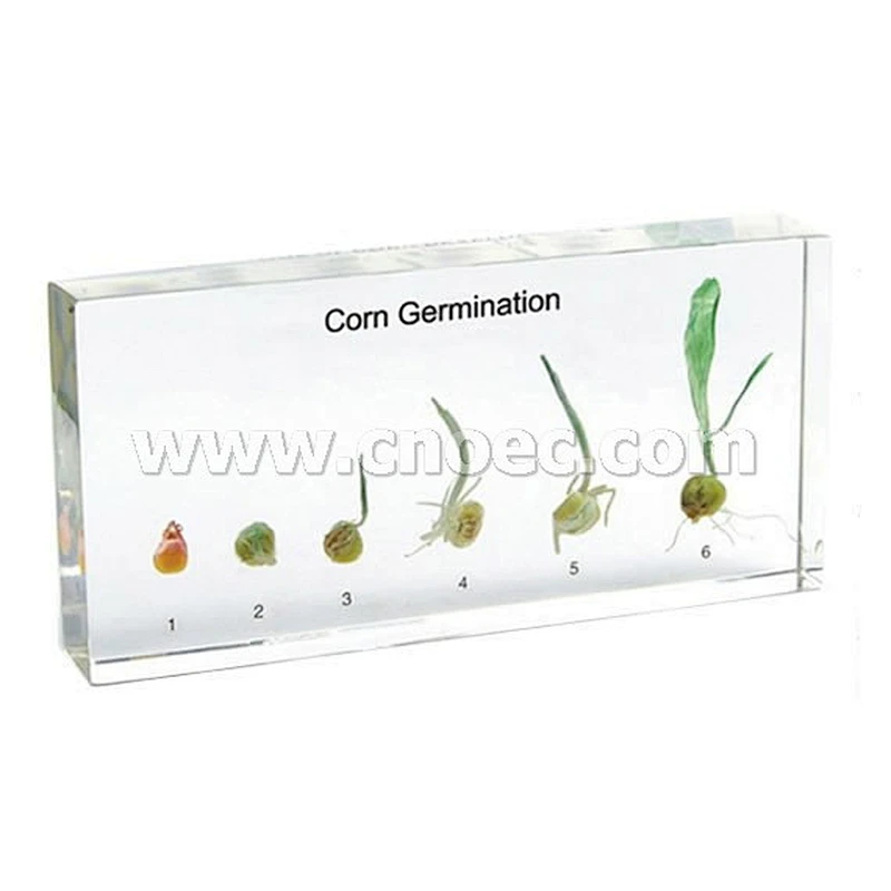Corn Germination