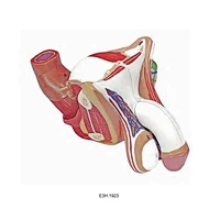Male Genital Organ,4 parts