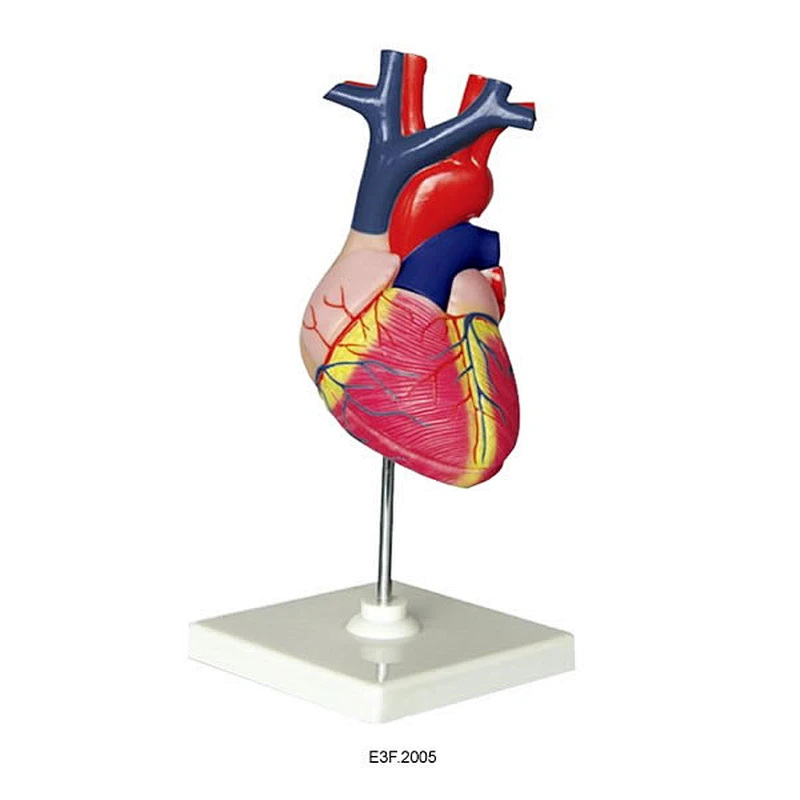 Human Heart