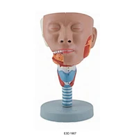 Head With Pharynx Mscles