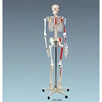 Human Skeleton 170cm