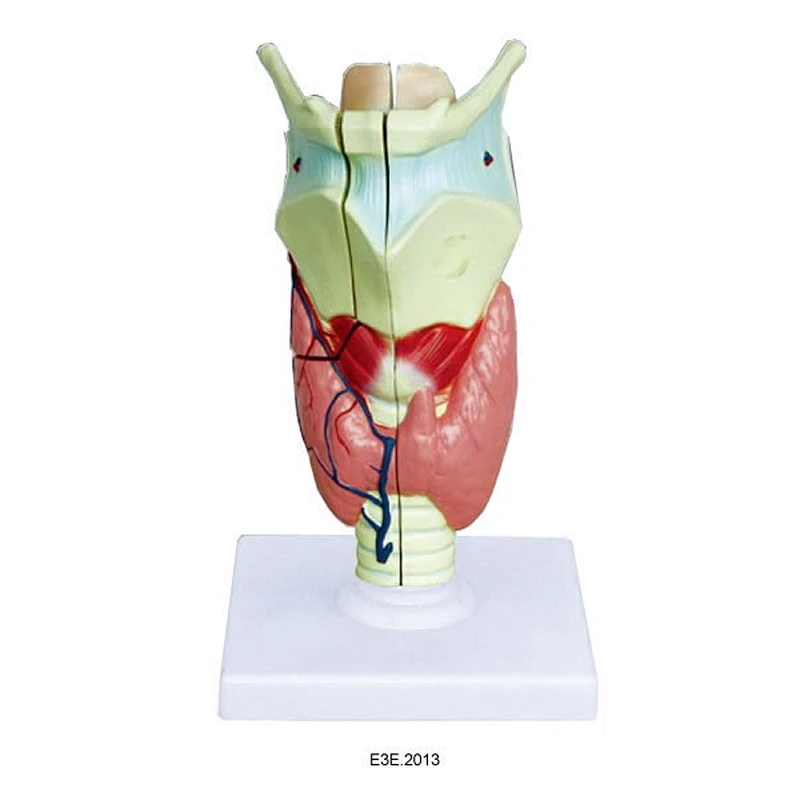 Larynx ng tao