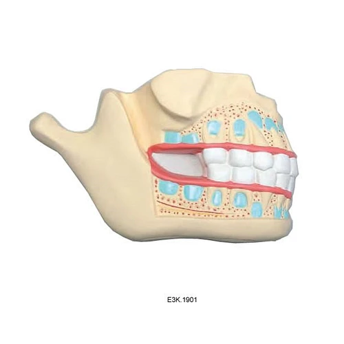 Primary Teeth/deciduous teeth, enlarged,1part