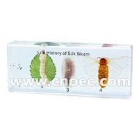 Crystal Specimen, Life hisory of silk worm