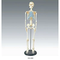 Human Skeleton 85cm