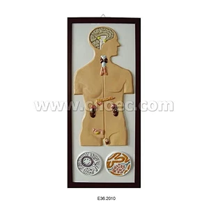 Modelo en Relieve del Sistema de Incremento Humano