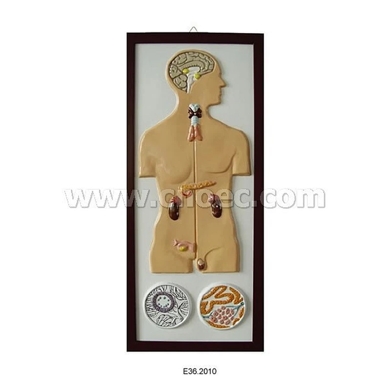 Modelo en Relieve del Sistema de Incremento Humano
