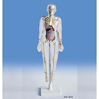 Mode of transparent Human