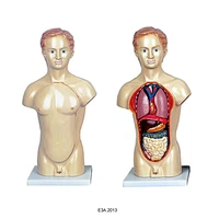 45cm Male torso
