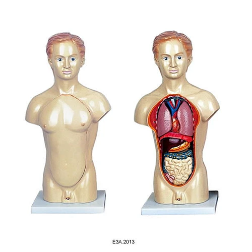 45cm Male torso