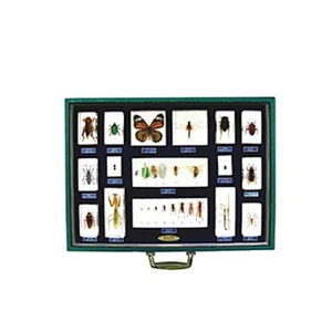 Set di 16 insetti