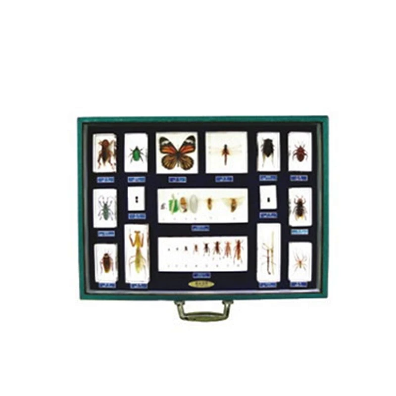 Set di 16 insetti