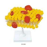 Cell Membrane