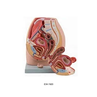 Block Model Of Female Pelvis