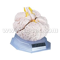 Modèle de cerveau