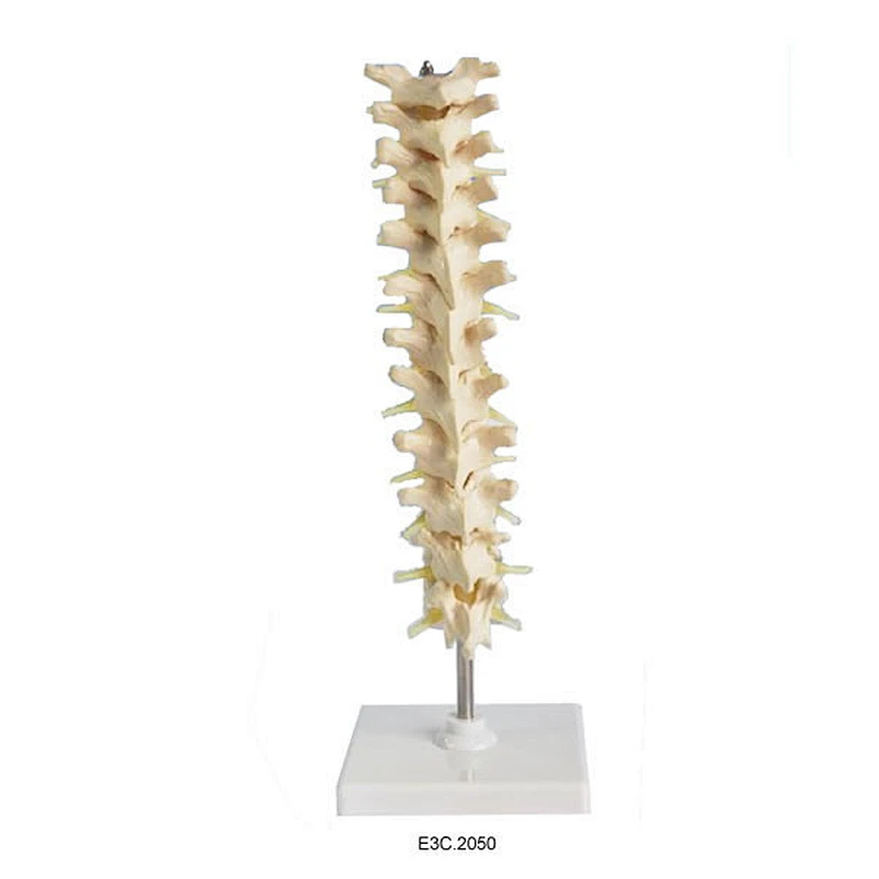 Human Thoracic Spinal Column