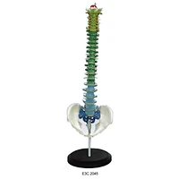 Human Vertebral Column and Pelvis