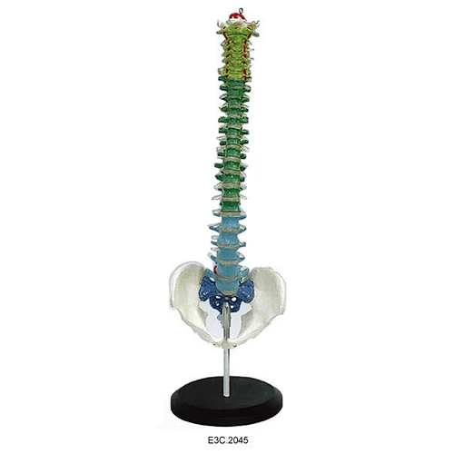 Human Vertebral Column and Pelvis