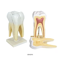 Human Tooth