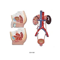 Median Section of Male and Femal Urinary Tracts